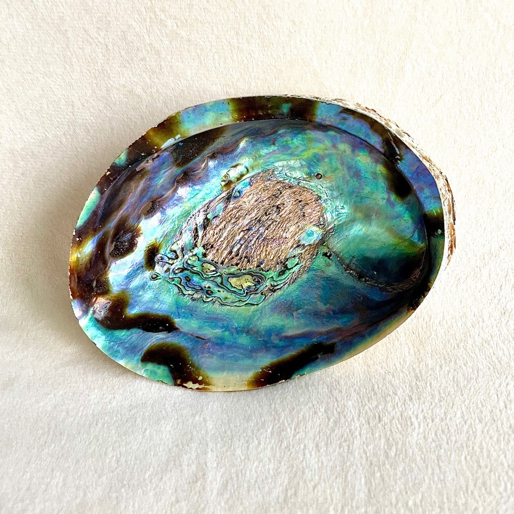 Large Abalone Shell Vessel